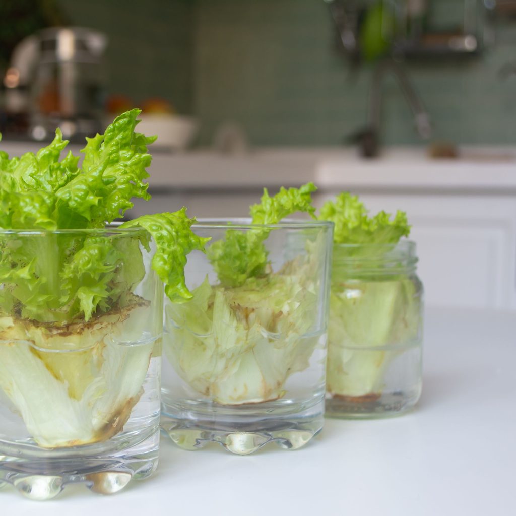 growing lettuce in glass jar
