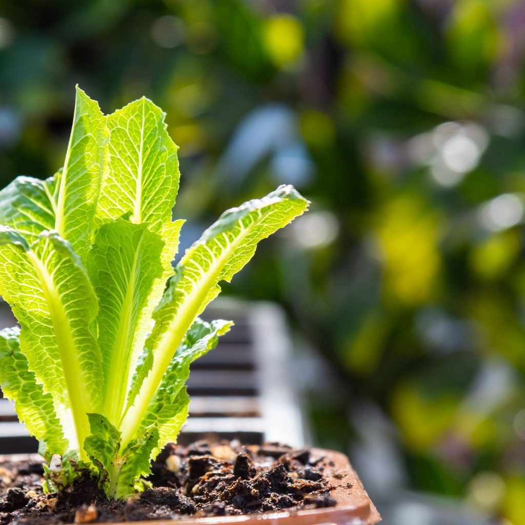 lettuce plant in soil