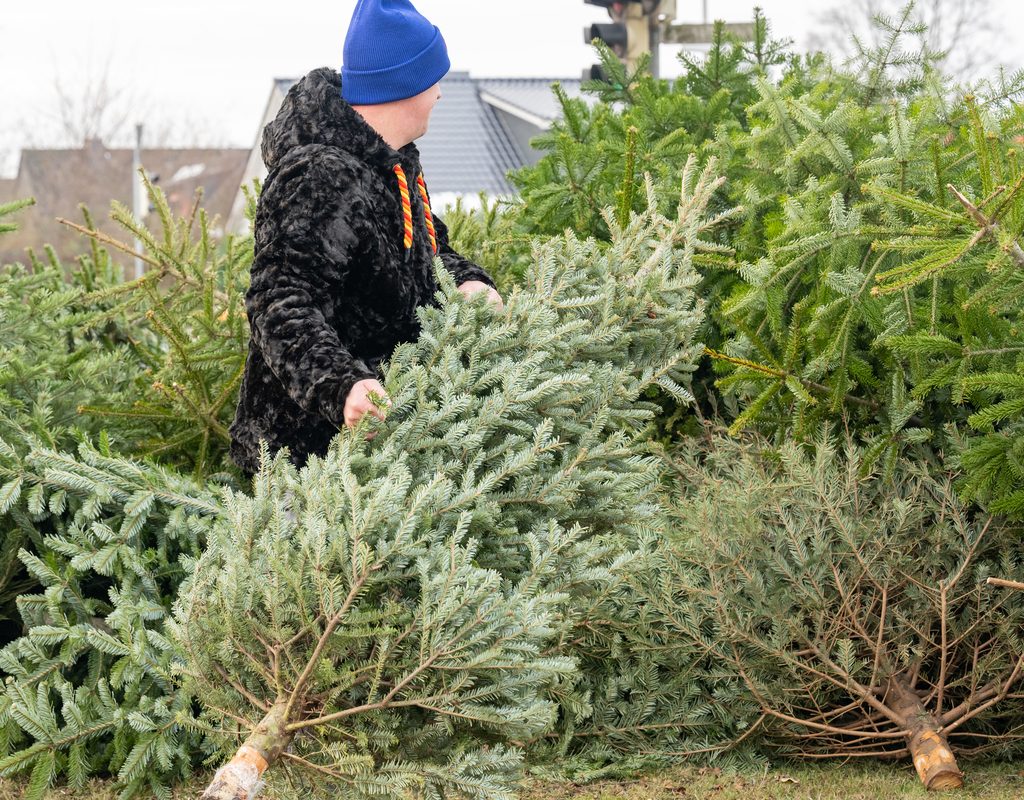 Man with Christmas trees