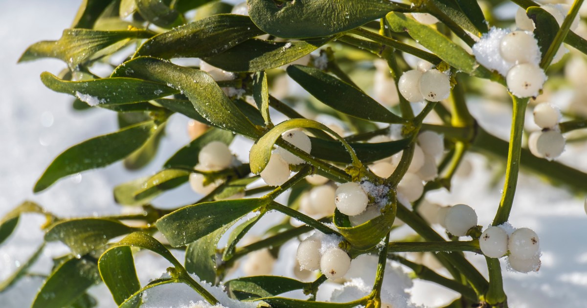 Sprouting Mistletoe Plant of the week: Mistletoe, a classic romantic plant | HappySprout
