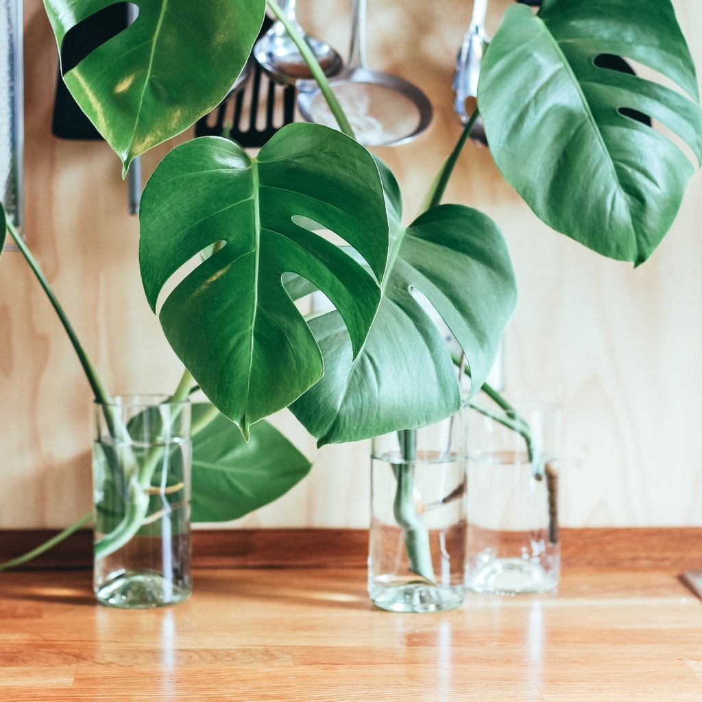 Monstera propagation