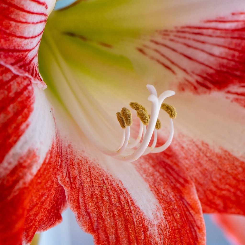 Close-up of an amaryllis flower