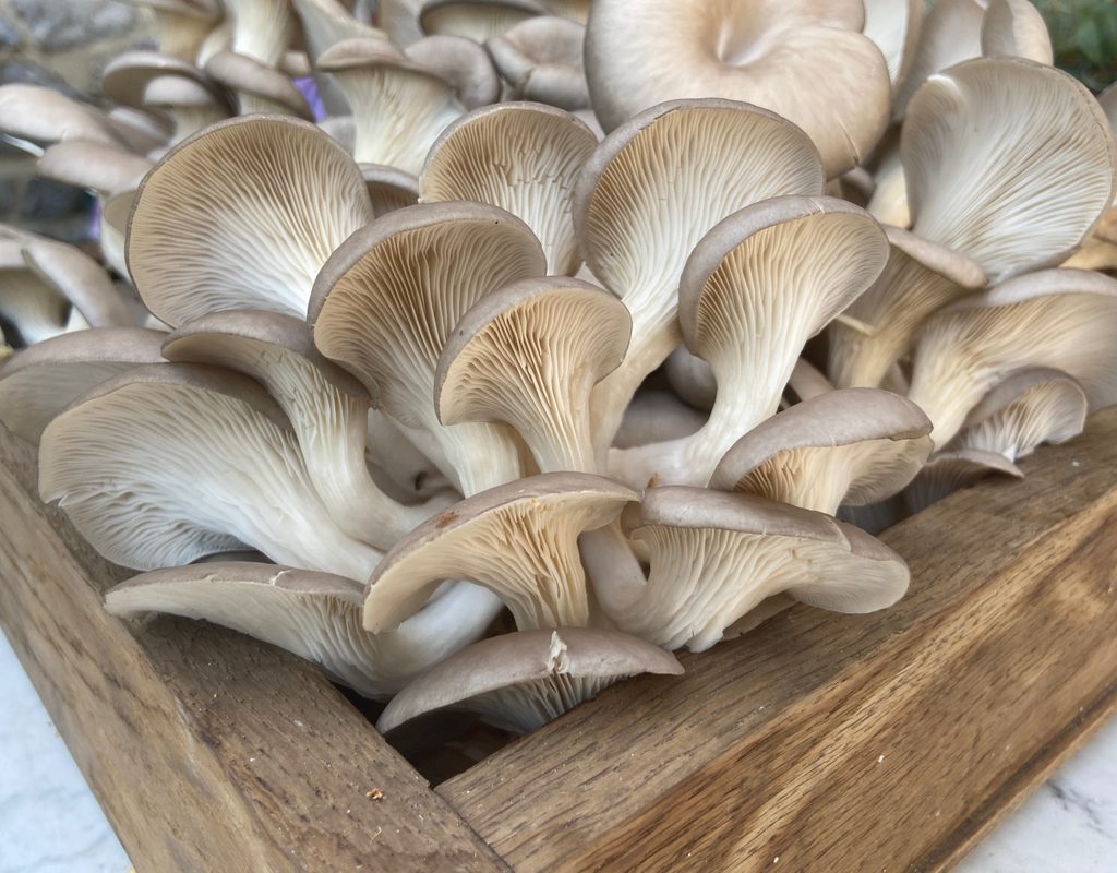 Oyster mushrooms growing in a box