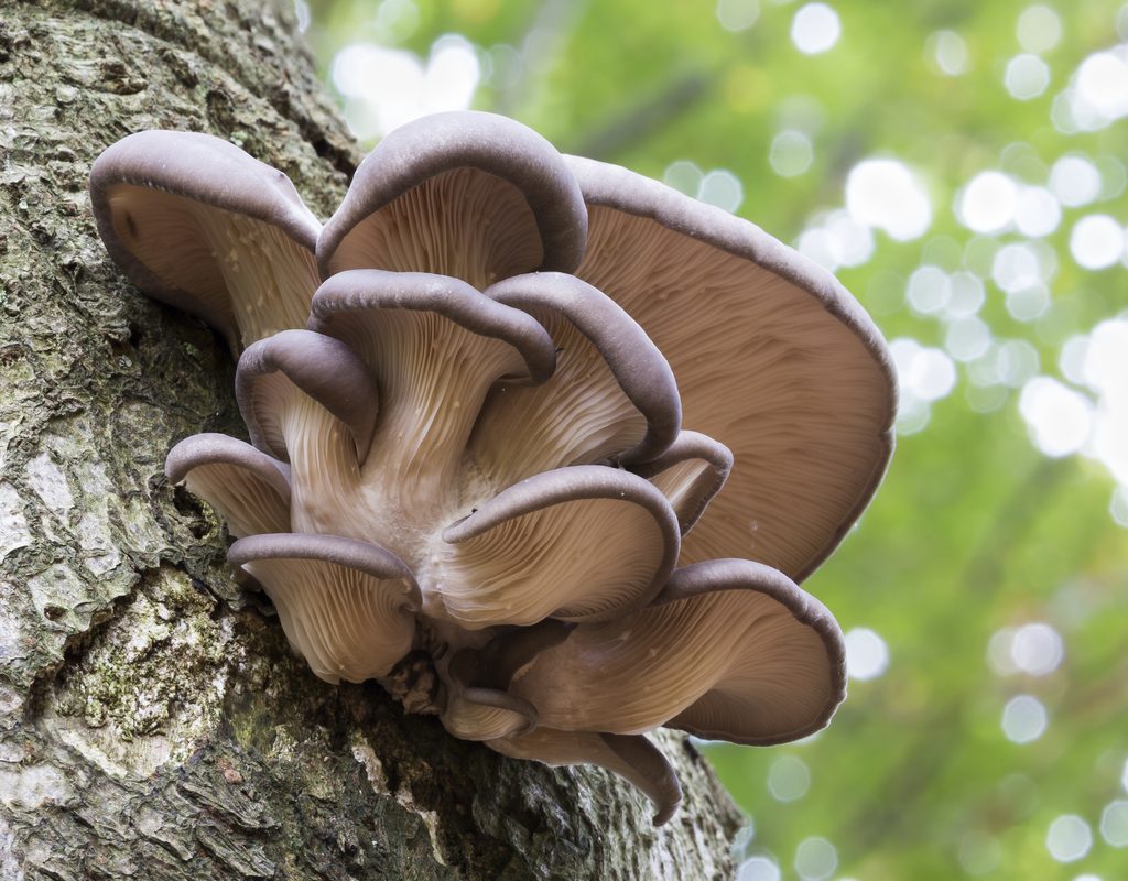 Oyster mushrooms growing on a tree