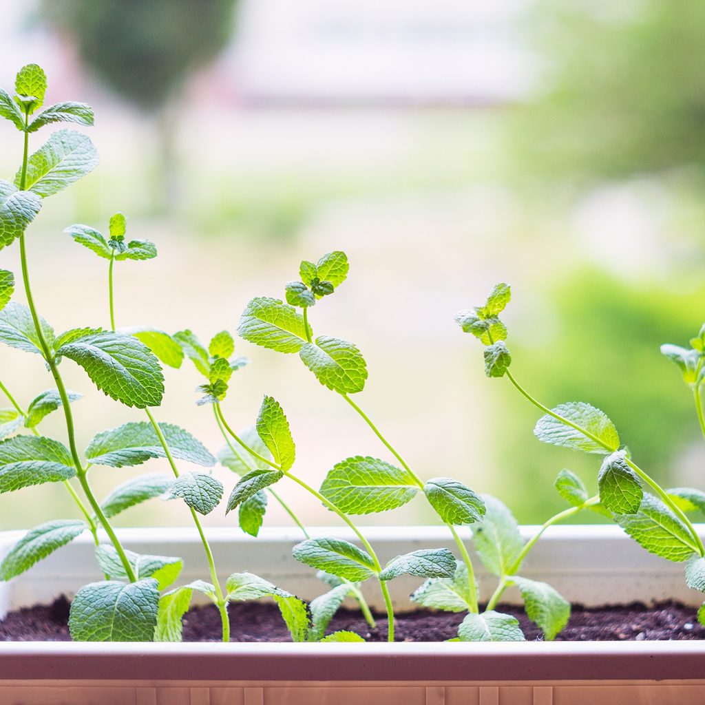Peppermint in a container