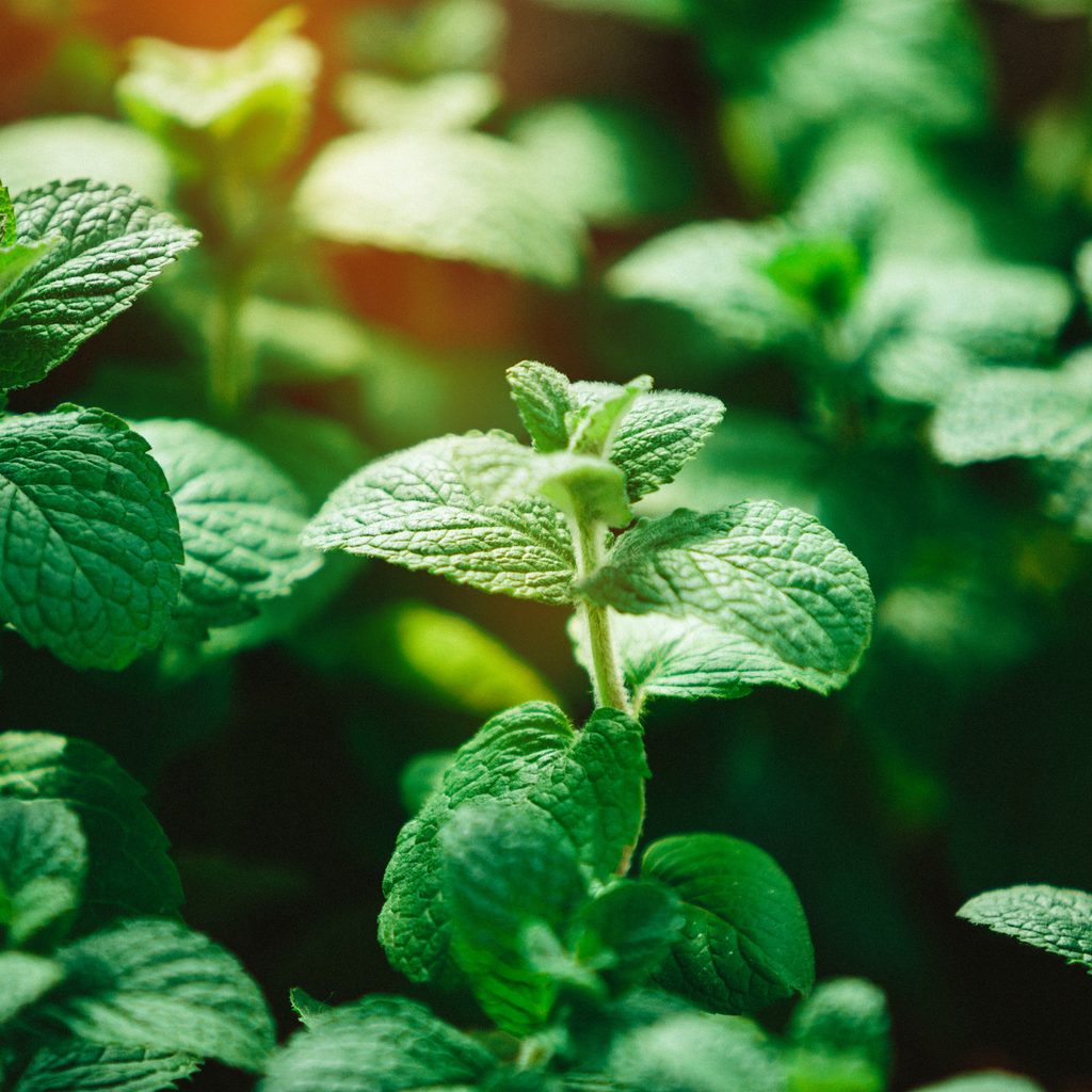 Peppermint plant