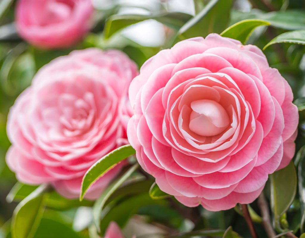 Pink camellia