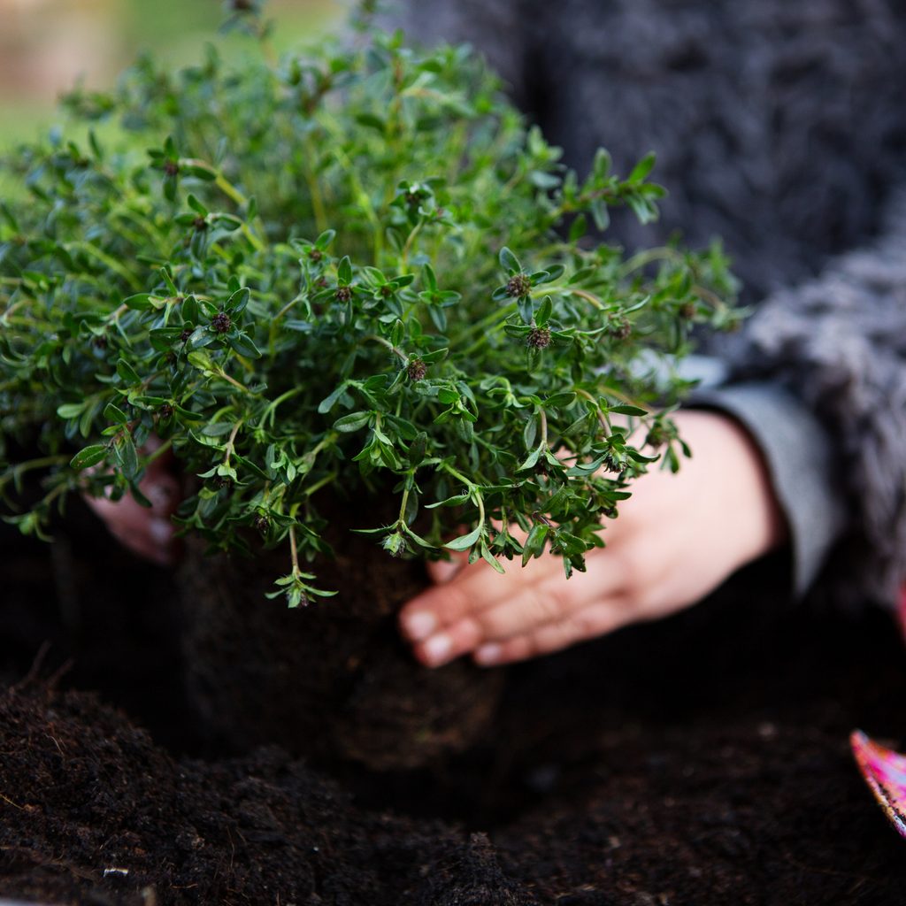 Girl plant thyme