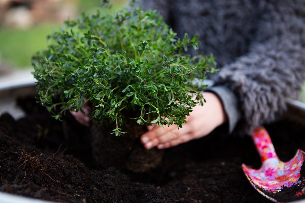 A person planting thyme in the garden
