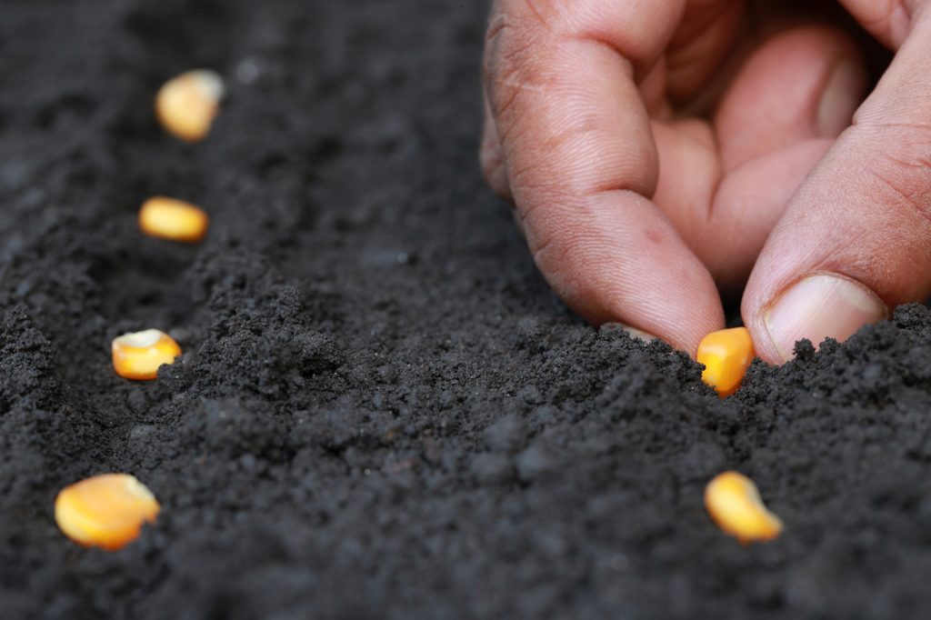 A hand planting corn kernels in dark earth