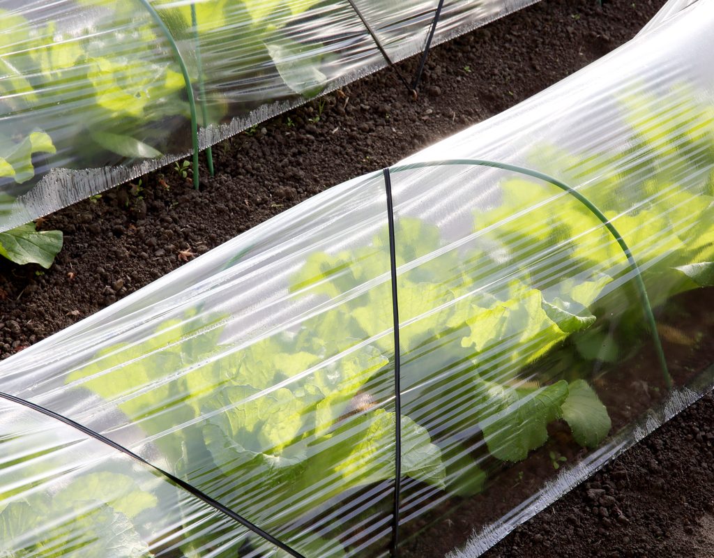 Plants growing under a plastic row cover