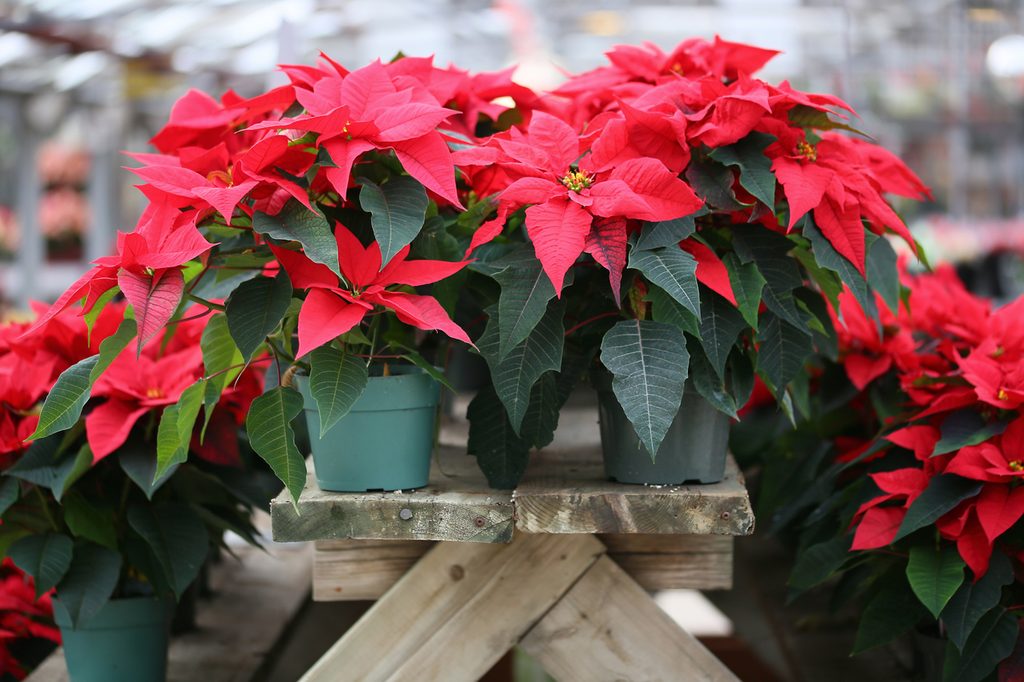 A beautiful poinsettia display
