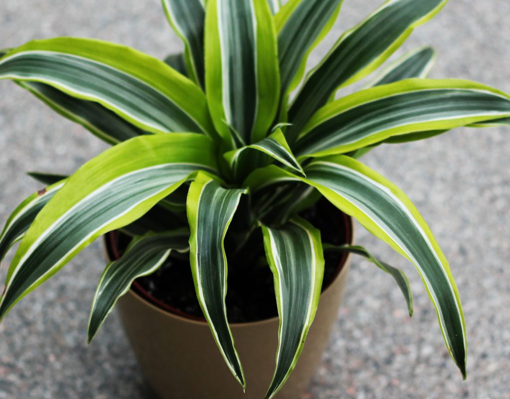 Dracaena limelight