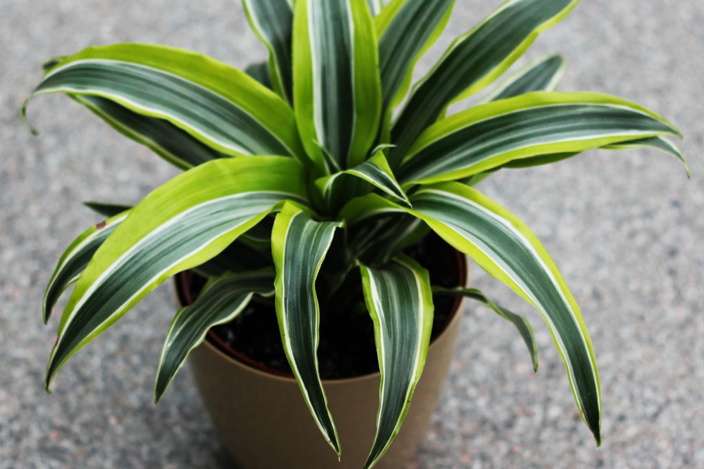 Dracaena limelight