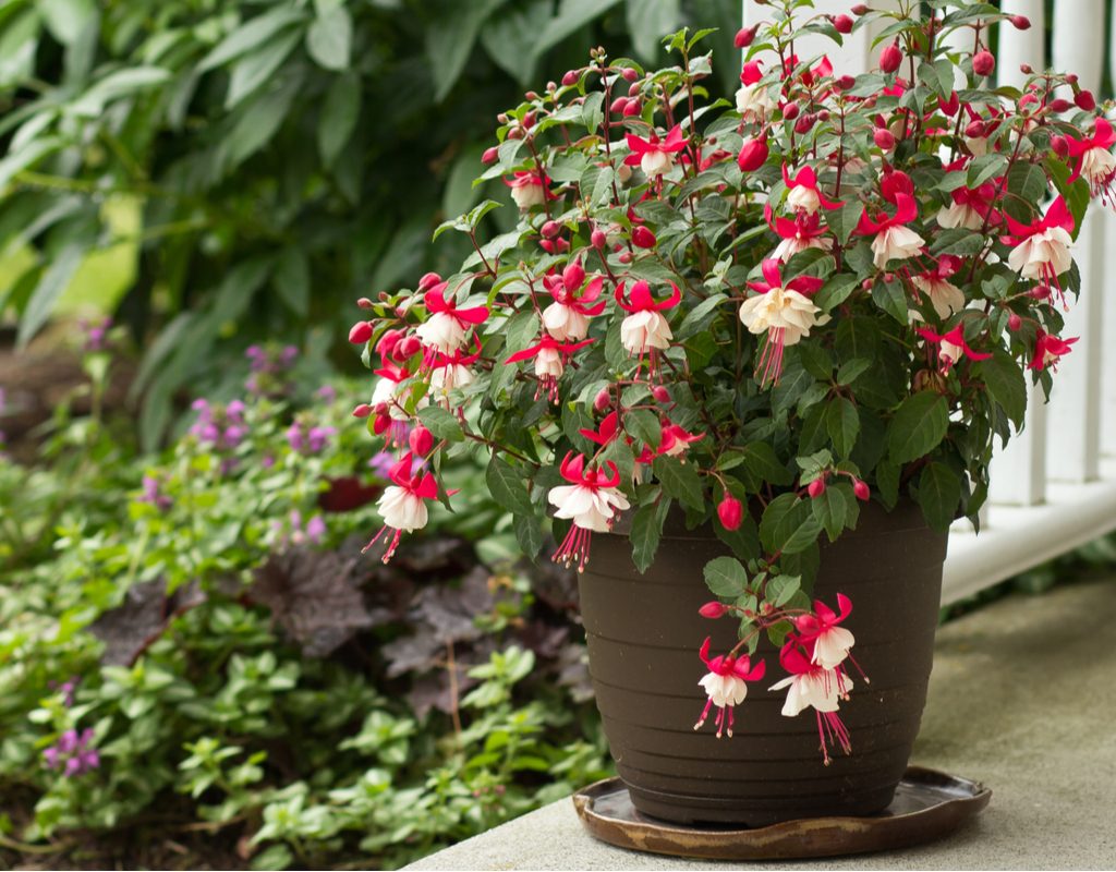 A fuchsia plant with pink and white flowers in a pot on a patio