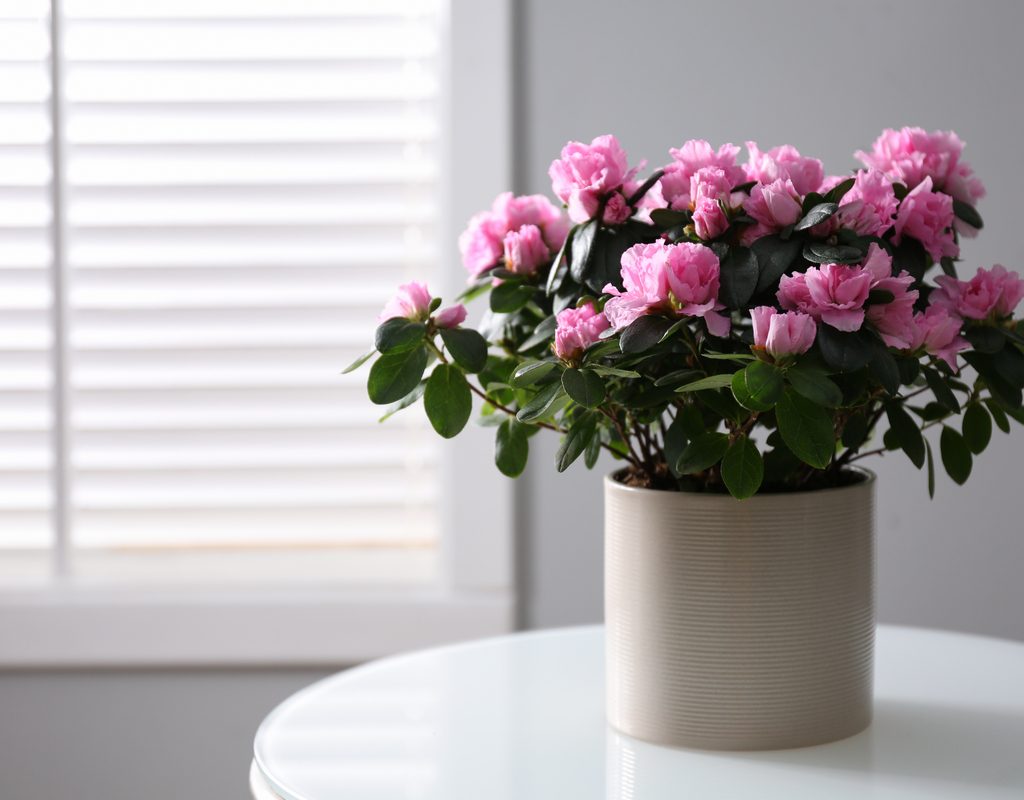 A potted pink azalea