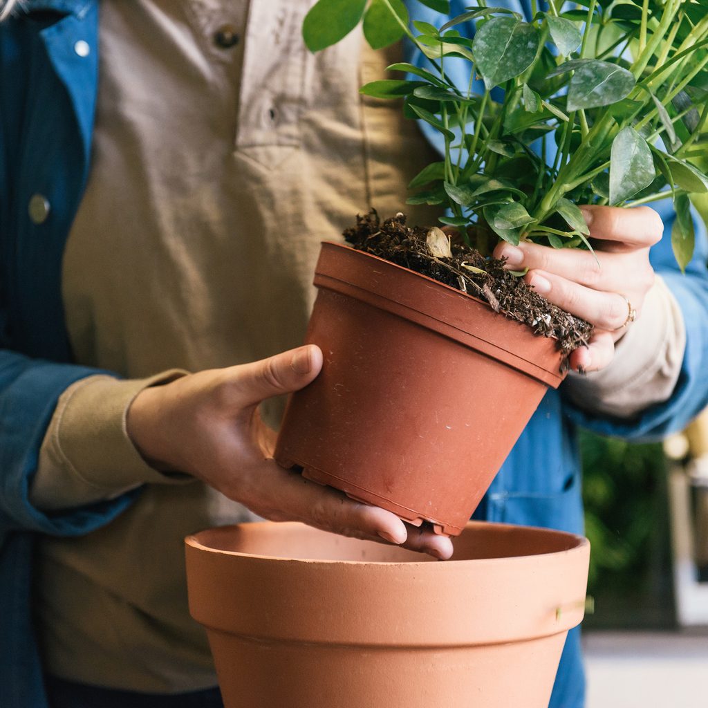 Repotting plant
