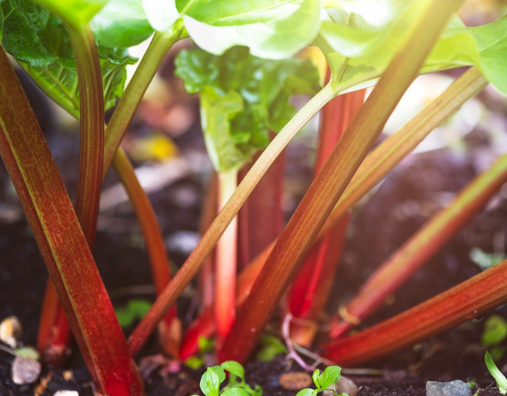 A rhubarb plant growing