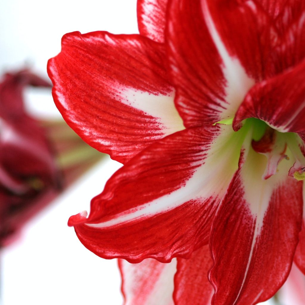 Amaryllis flower
