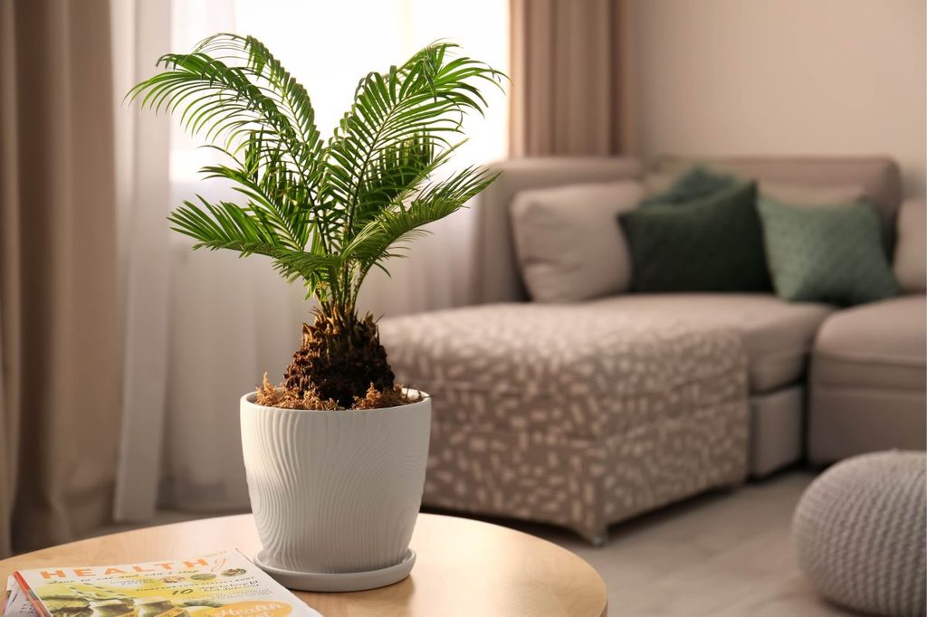 An indoor potted sago palm in a living room