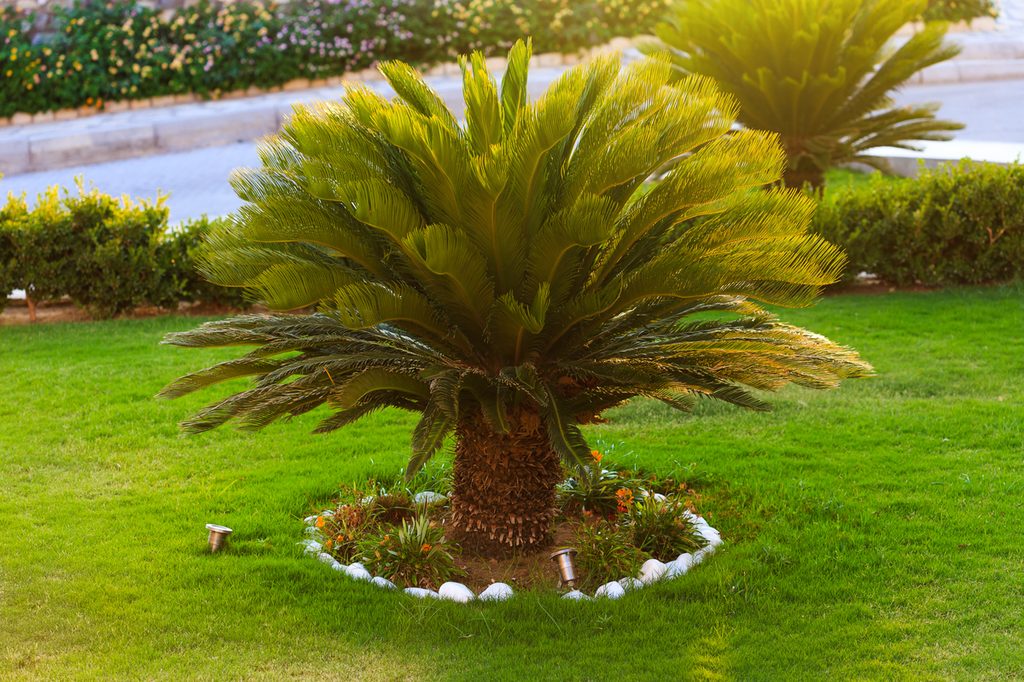 Sago palm