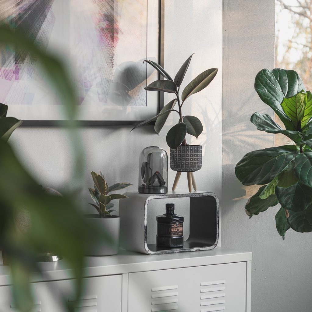 houseplants in the home