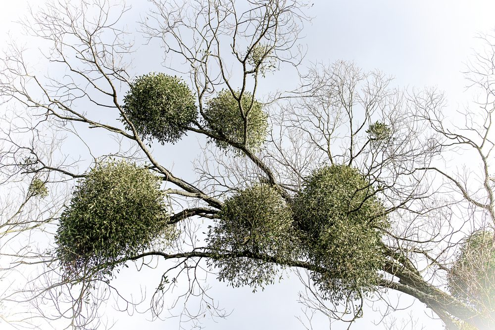 mistletoe growing on a tree