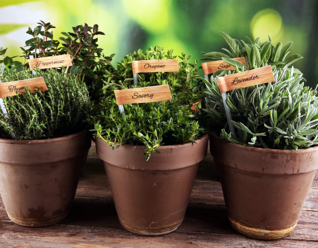 Small containers of herbs