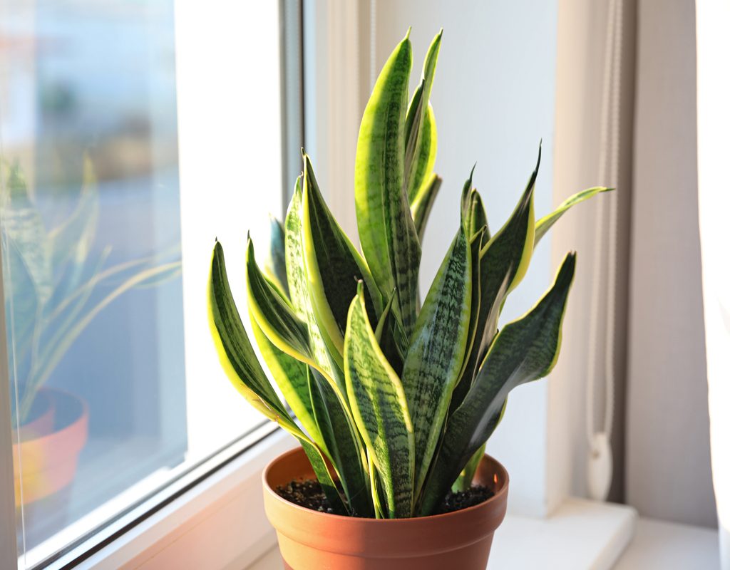 A snake plant in a window