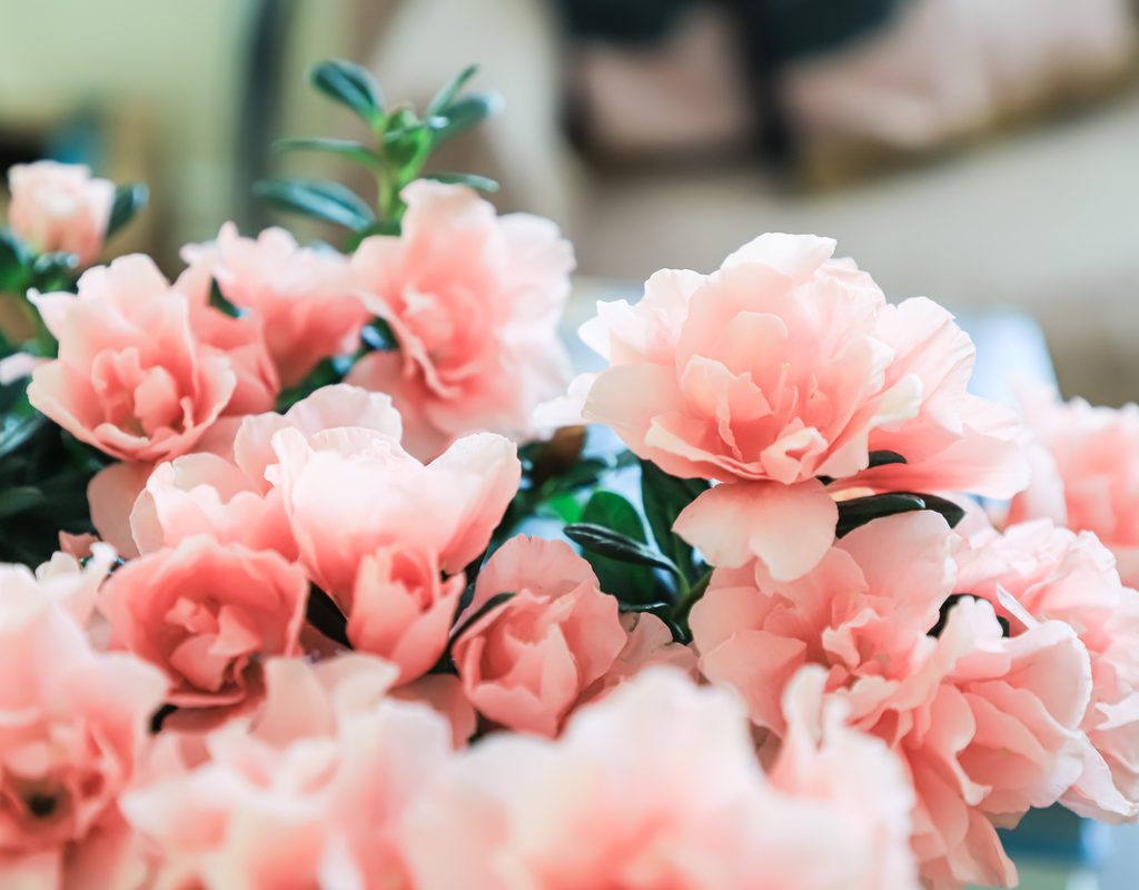A close-up of soft pink azalea blooms