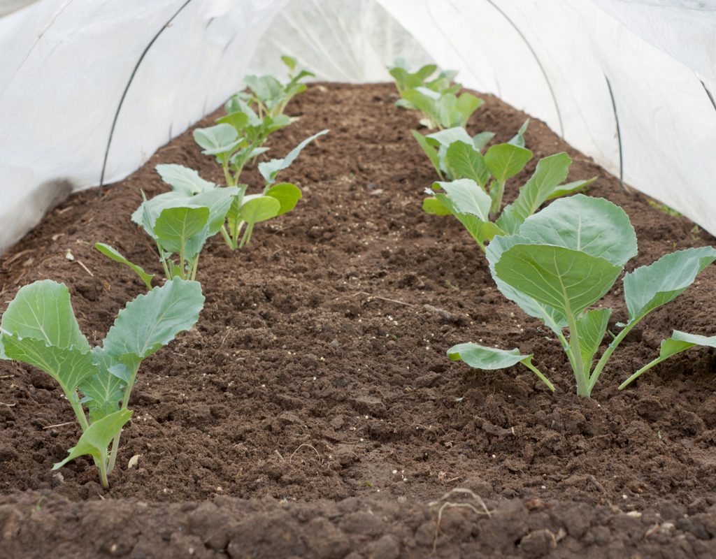 Young plants growing under a row cover