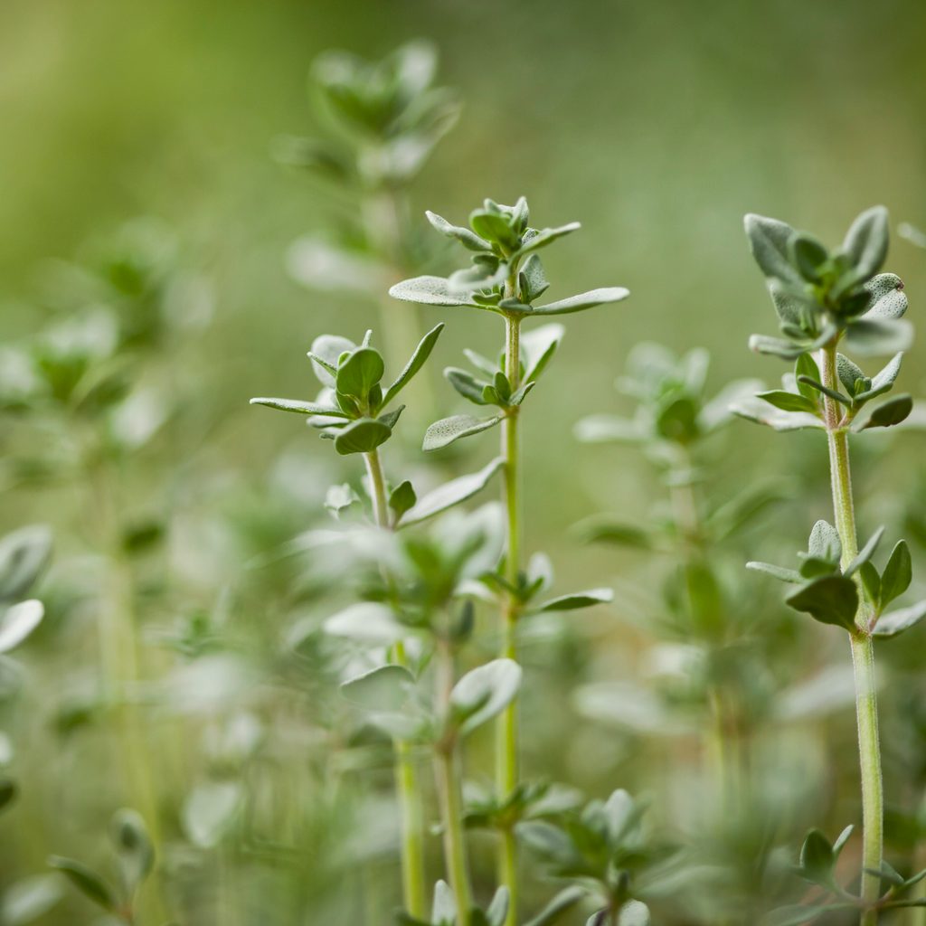Thyme
