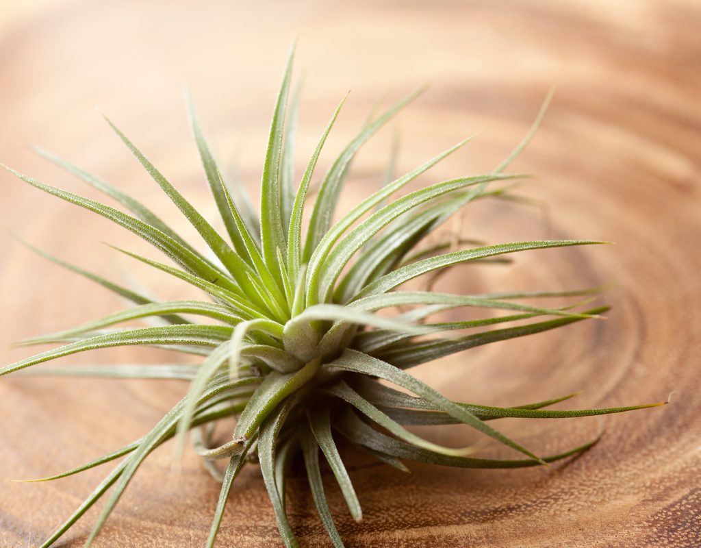 A tillandsia ionantha with green leaves