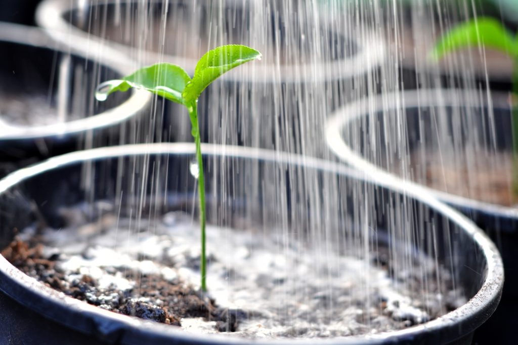 A seedling with water raining over it