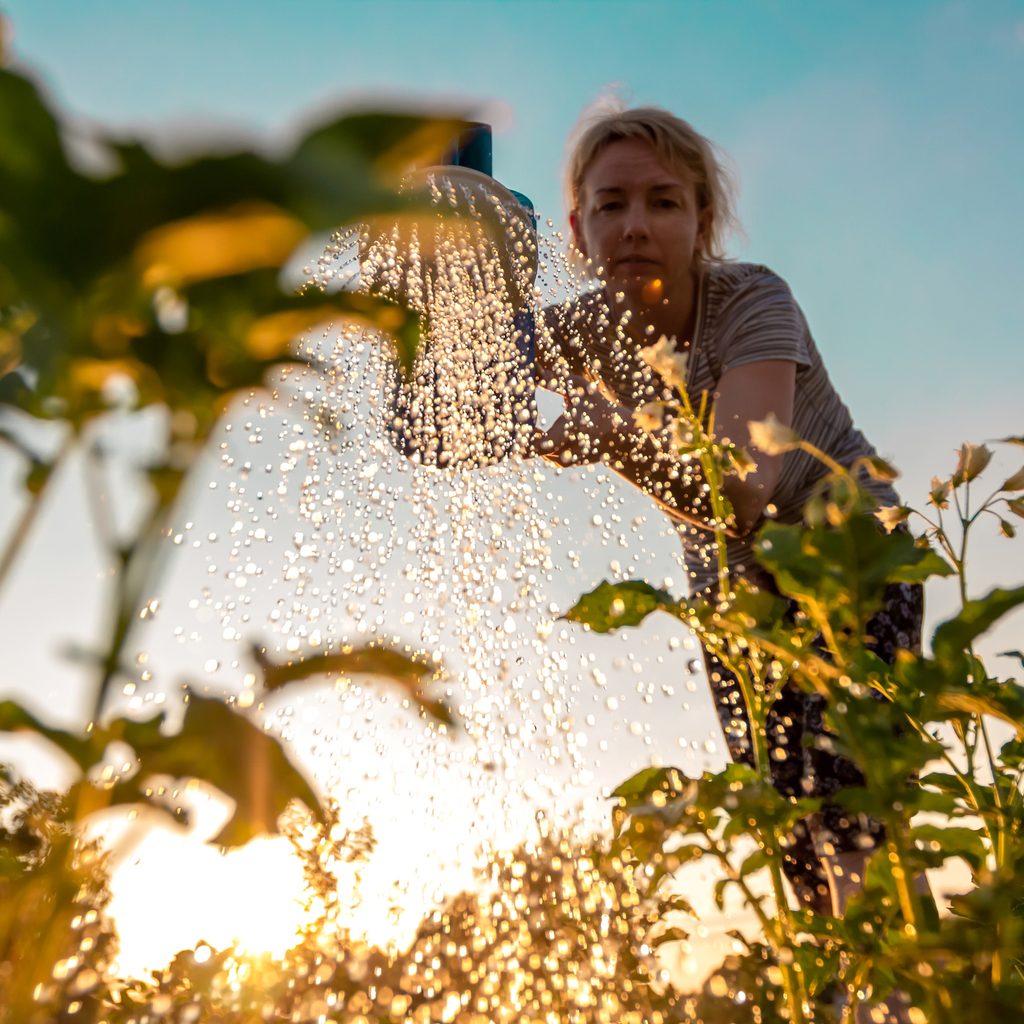 Person watering plants