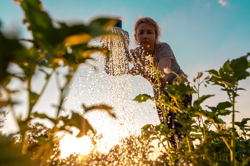 Person watering plants