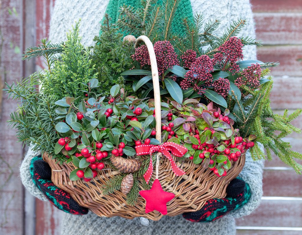 Wintergreen basket