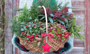 Wintergreen basket