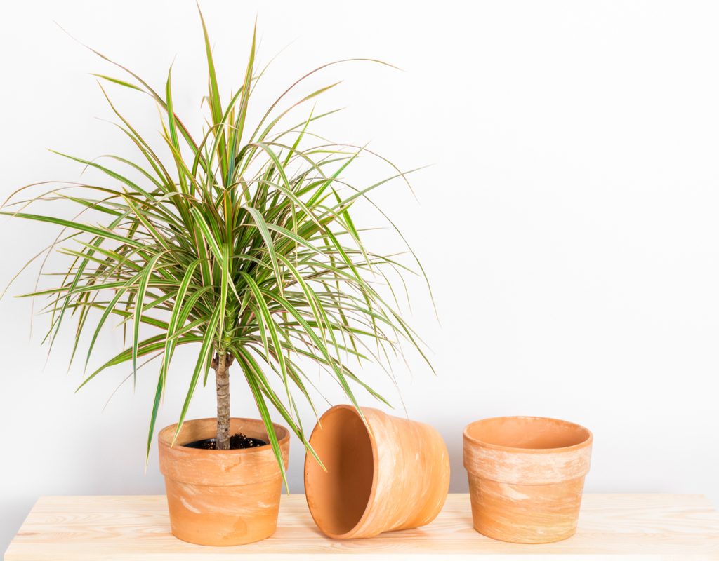 A young dracaena marginata in a terracotta pot