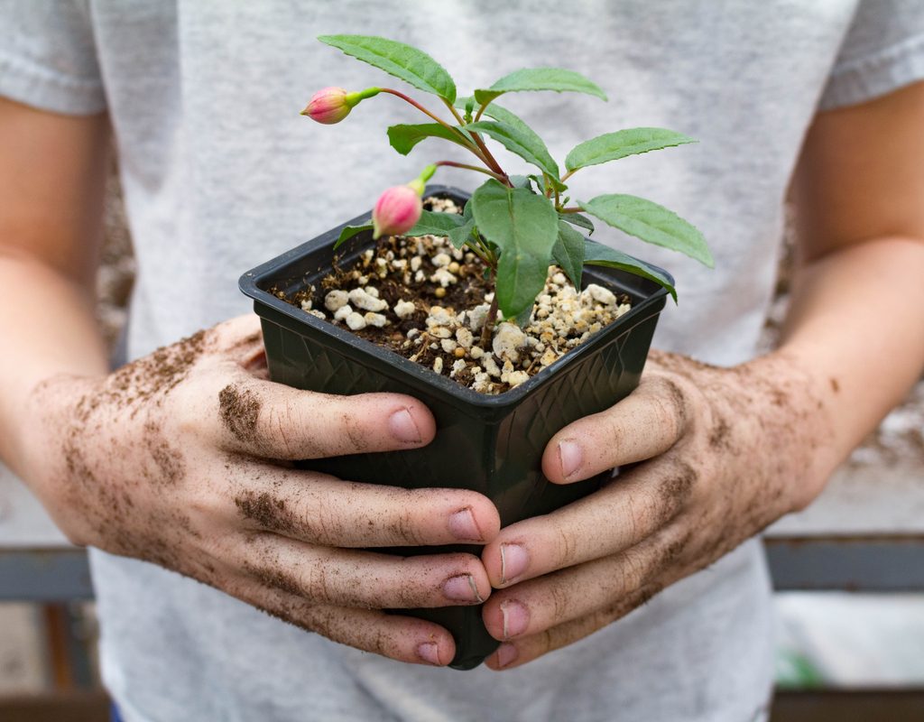 A person holding a small fuchsia plant in a pot
