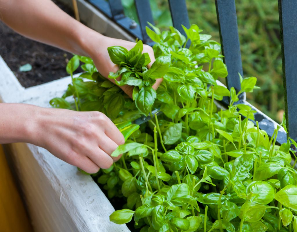 Basil planted in a deck box