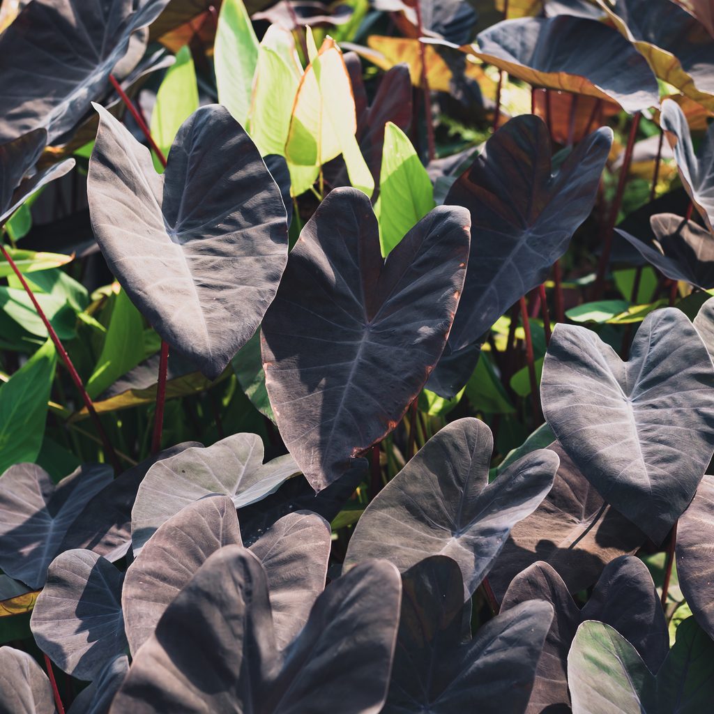 Black magic colocasia