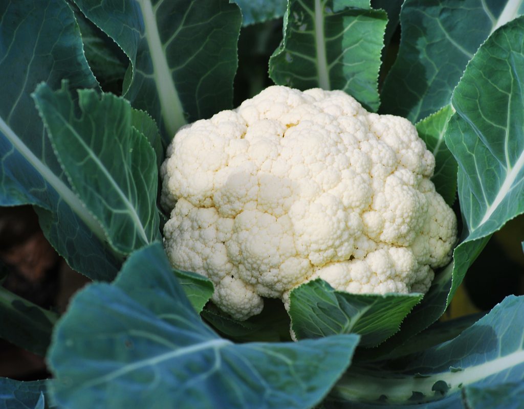 A growing head of cauliflower