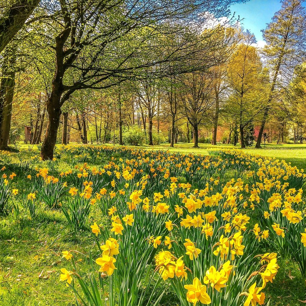 Many daffodils stretching between a large tree and the edge of an open field