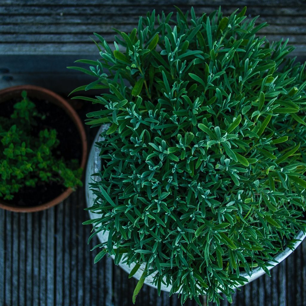 plants in containers
