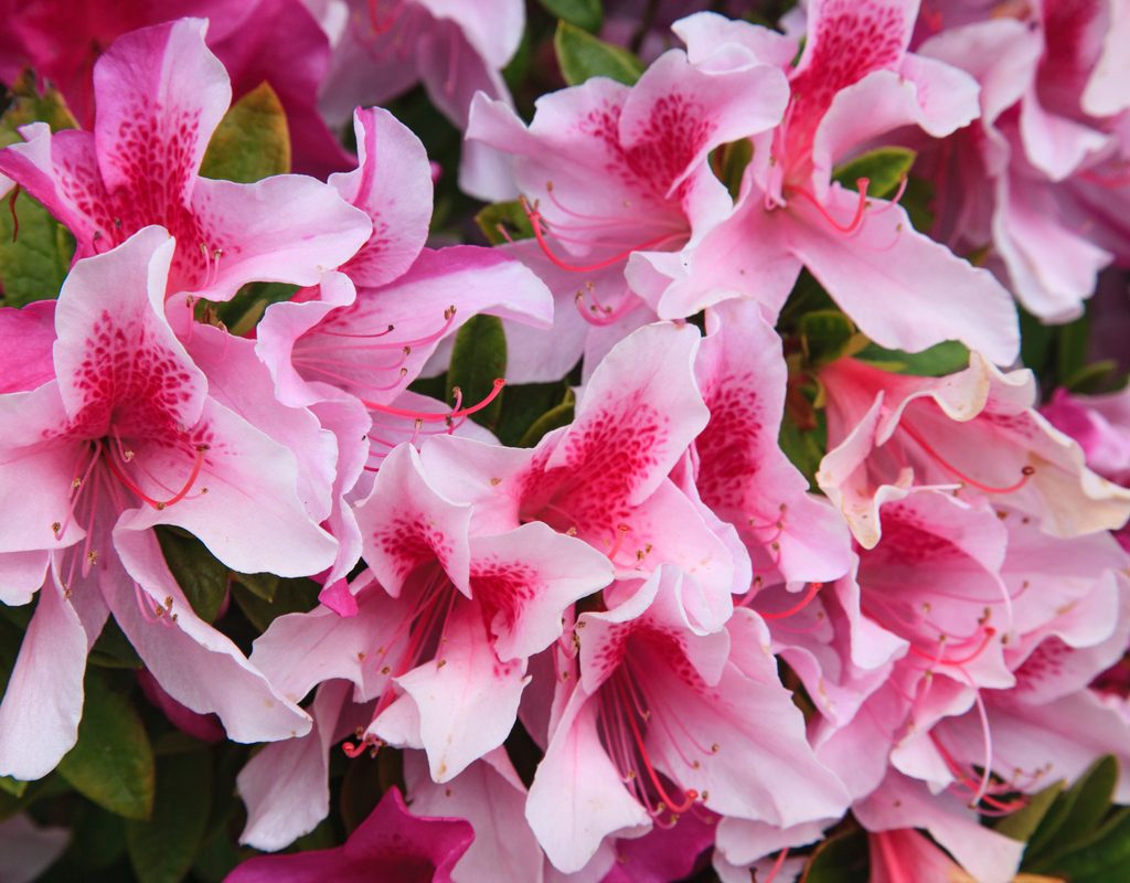 A close up of George L. Tabor azaleas, which are pale pink with dark pink spots