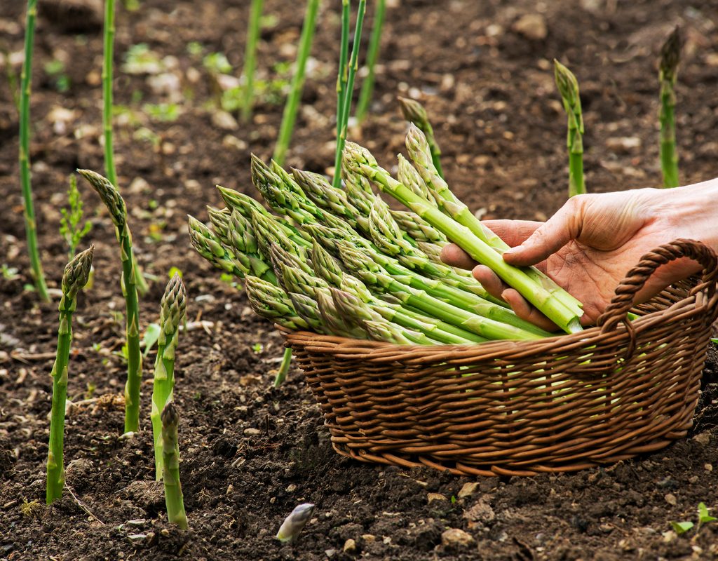 A gardener harvesting asparagus