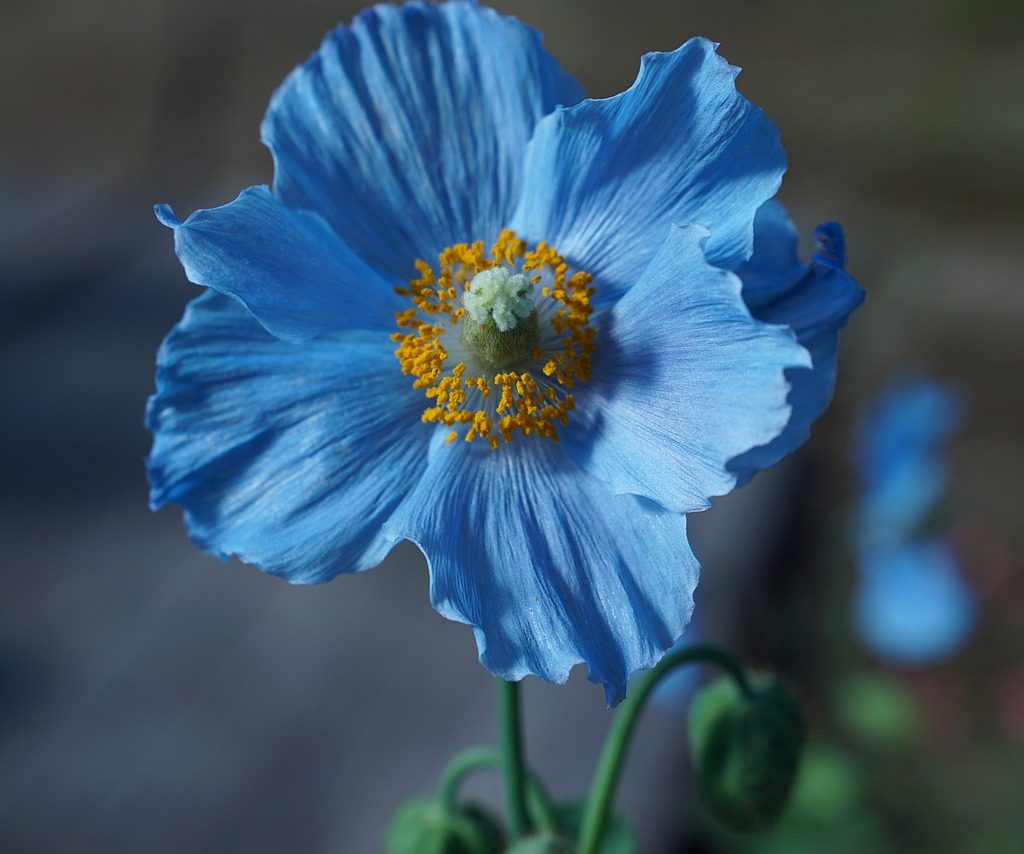 A single Himalayan blue poppy