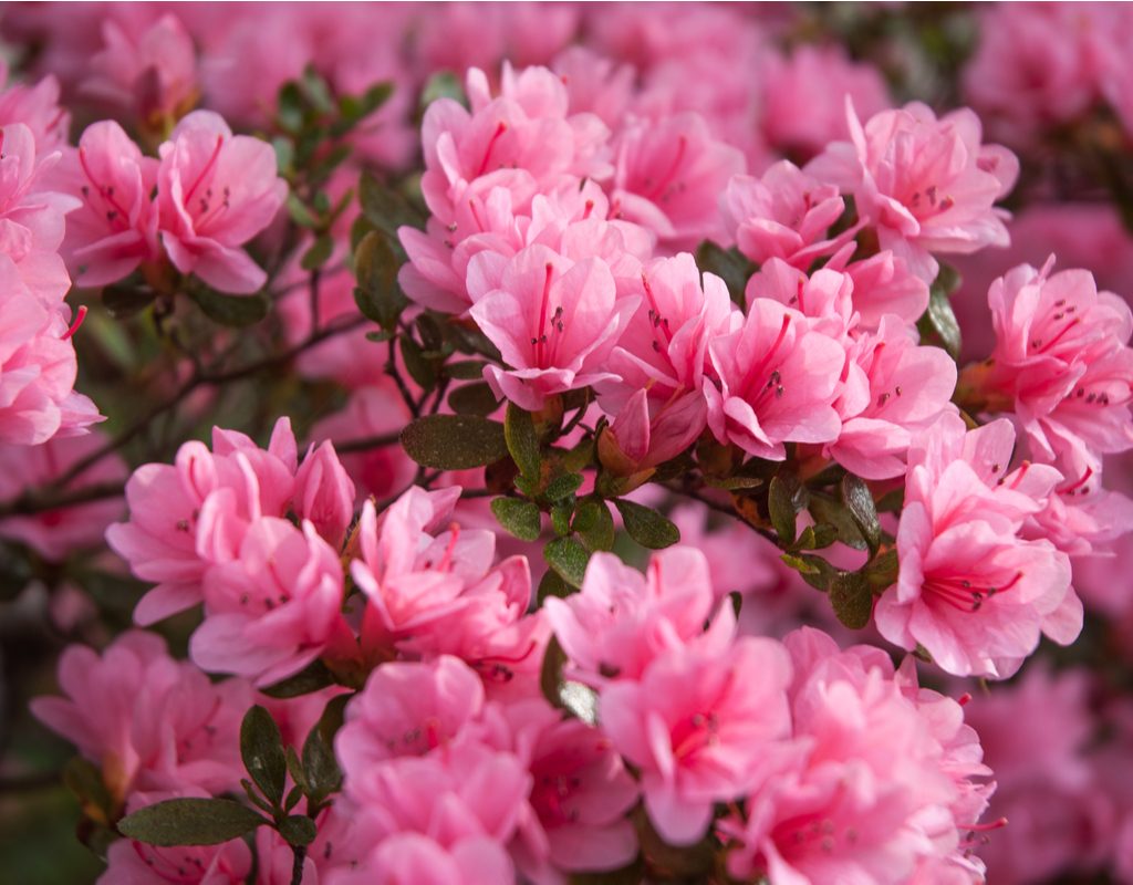 A bush of light pink azaleas
