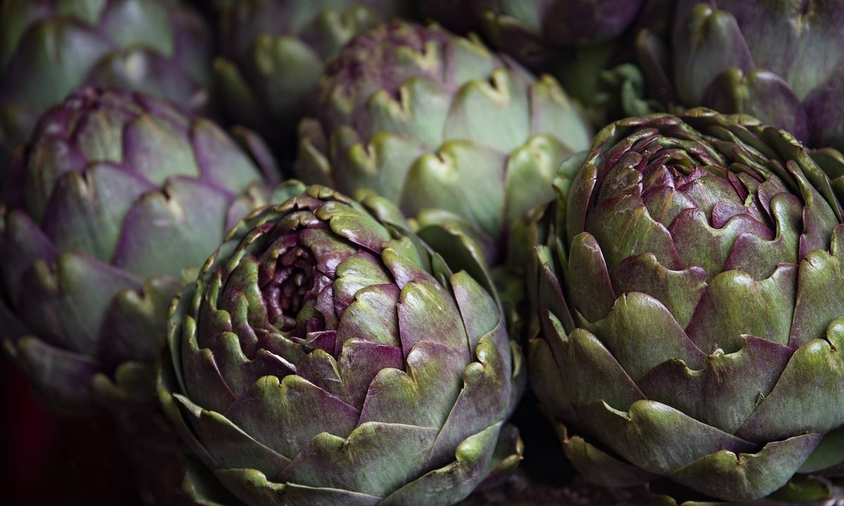 Several harvested artichokes